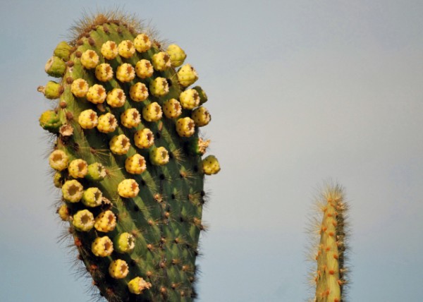 04-01-13_ Giant Prickly Pear Cactus-50001.JPG