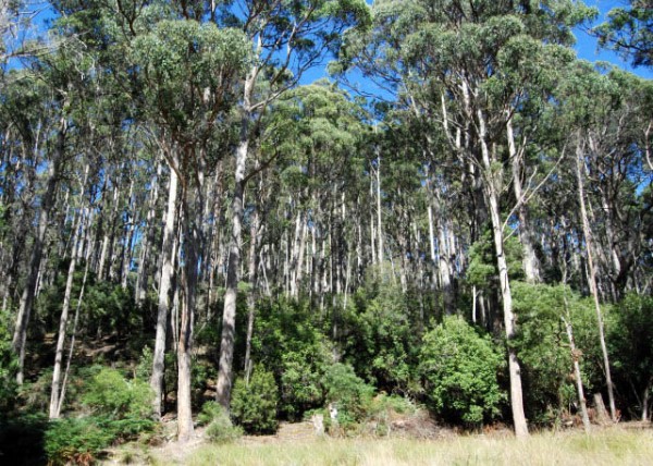 2008-12-30_Eucalyptus Forest .JPG
