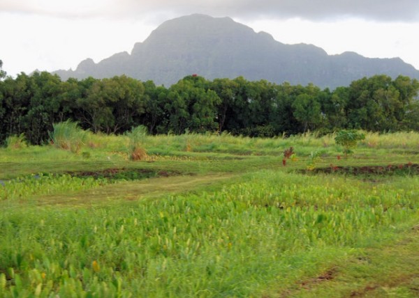 10-08-07_ Taro Field w 60% of Hawaiʻi's Products Grown in Kauai ͷ60%ĲԴڿɰ0001.JPG
