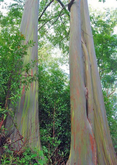 09-27-07_ Painted Bark Eucalyptus Trees0001.JPG