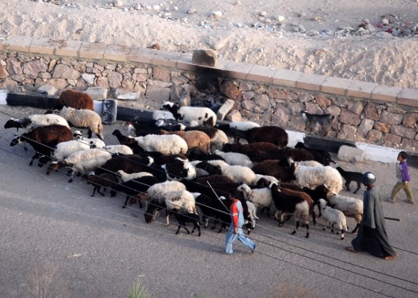 04-08-11_ A Herd of Sheep_ Thebes0001.JPG
