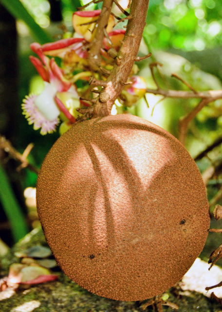 1751918099283832.jpg 2013-12-23_Cannonball Tree 炮弹树-20001.JPG