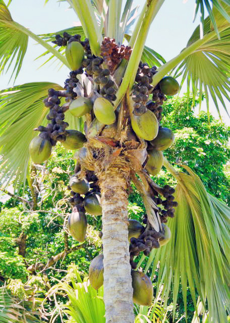 1751918174114924.jpg 2013-12-23_Coco-de-Mer @ 25-34 m 海椰子·25–34米高-10001.JPG