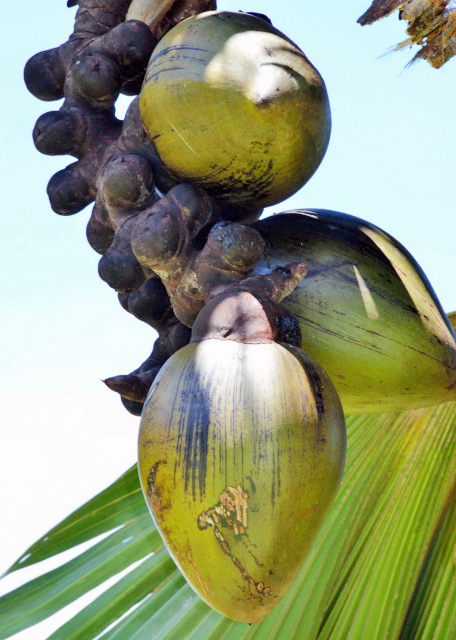 1751918271387356.jpg 2013-12-23_Coco-de-Mer 20001.JPG