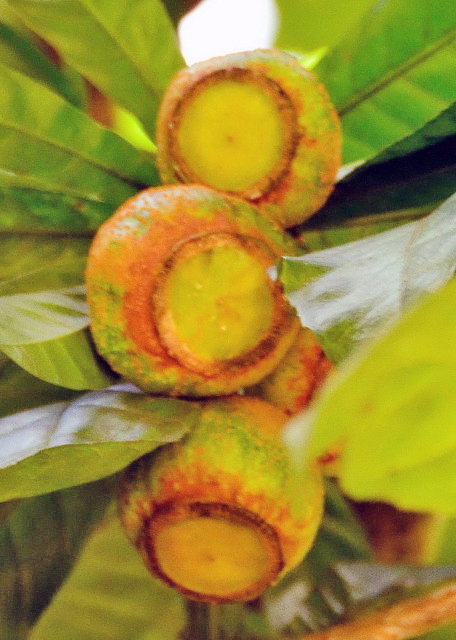 1751918307227250.jpg 2013-12-23_Chalta 番石榴0001.JPG