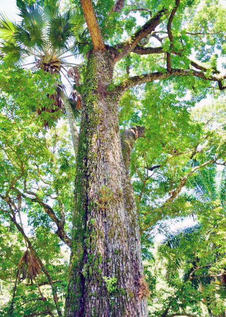 1751918337655843.jpg 2013-12-23_Mahogany Tree 桃花心木0001.JPG