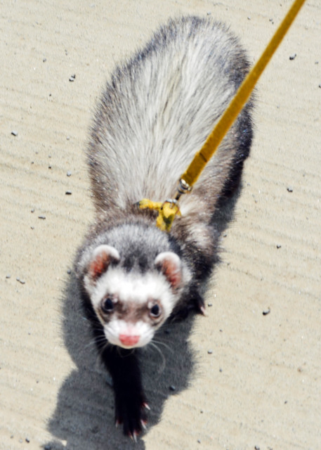 1755401666488637.jpg 2017-05-29_Pet Ferret 宠物·雪雕0001.JPG