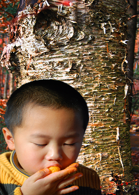 1763913658890122.jpg 2007-11-22_Hickory Tree-10001.jpg