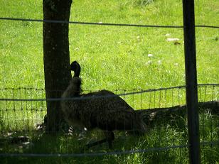 emu