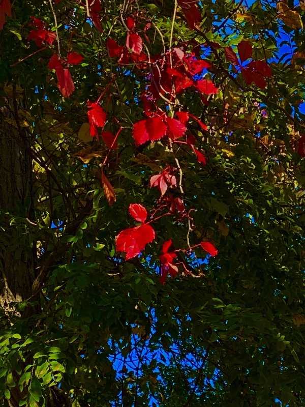 1658E7B9-1D8A-42F3-A985-56315FD37E5A.jpeg