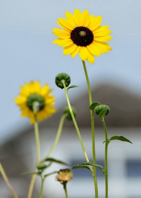 2013-09-01_Sunflowers0001.JPG