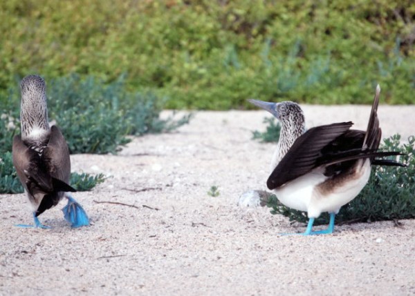 04-04-13_ Blue-footed Booby-6000100010001.JPG