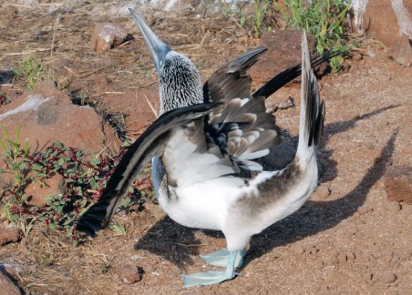 04-04-13_ Blue-footed Booby-11000100010001.JPG