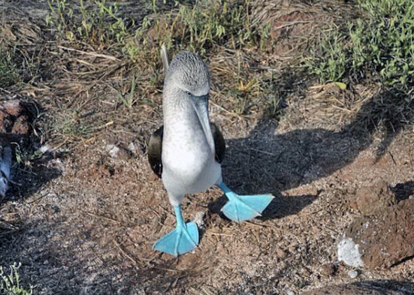 04-04-13_ Blue-footed Booby-9000100010001.JPG