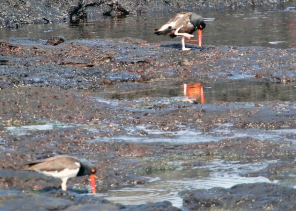 04-01-13_ American Oystercatcher -40001.JPG