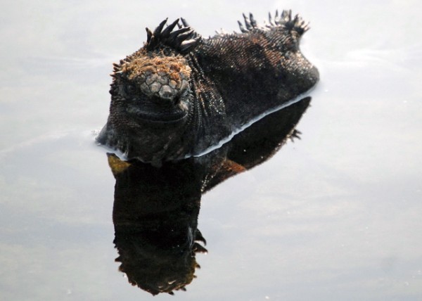 04-01-13_ Marine Iguana -100001.JPG