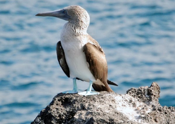 04-04-13_ Blue-footed Booby00010001.JPG