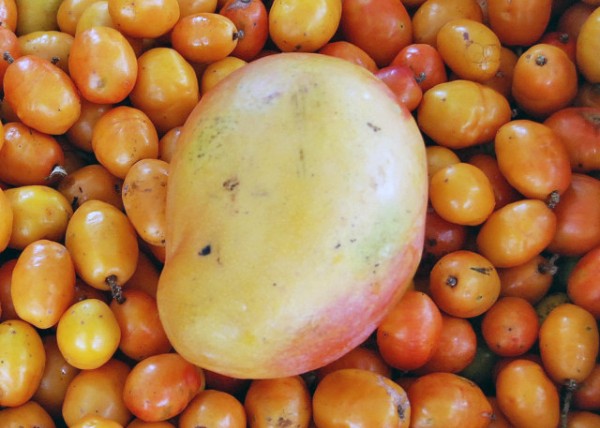 01-09-13_ Plant Mango over Passion Fruit0001.JPG