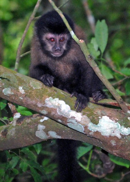 01-06-13_ Capuchin Monkey0001.JPG