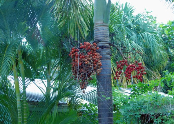 01-30-08_ Barbados-Palm Fruits 鵹-130001.JPG