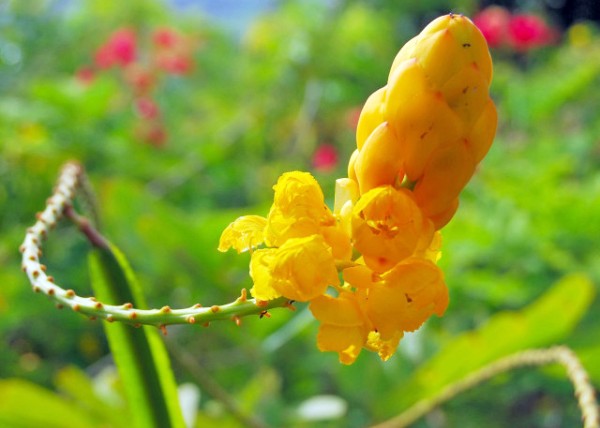 01-30-08_ Barbados-Flower-10001.JPG