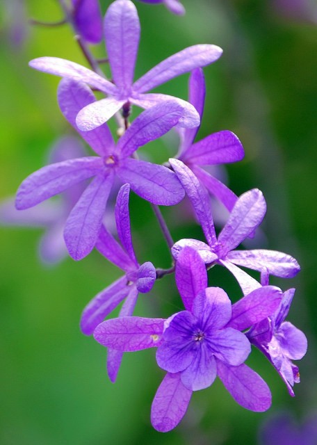 01-30-08_ Barbados-Purple Lilies ϰٺ20001.JPG
