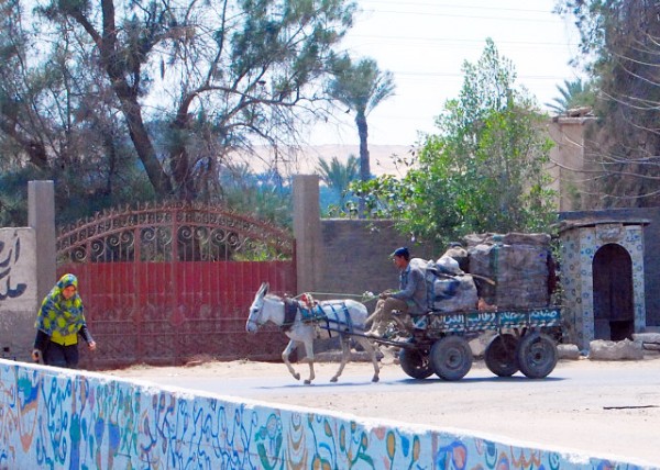 04-05-11_ Donkey & Cart, A Traditional Mode of Transport for Nile Farmers ë¿޺ũͳͨ0001.JPG