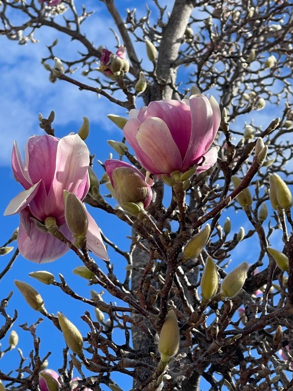 Magnolia Flower.2-2- 2021.jpg