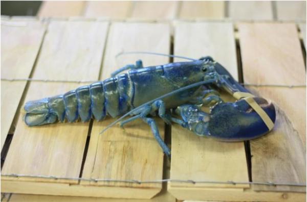 1621434768429459.jpg IMG_3976.JPG