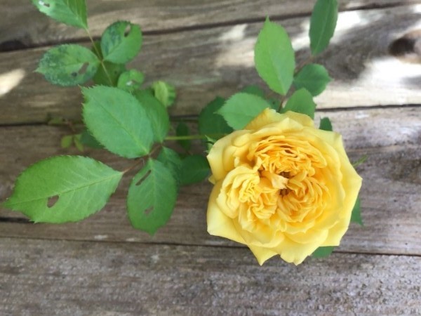 黄玫瑰.jpg