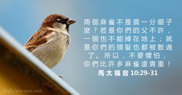 matthew-10-29-31sparrow.jpg