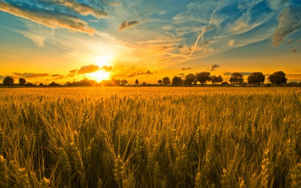 sunrise-fields wheats3.jpg