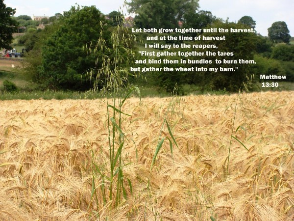 wheats tares.jpg