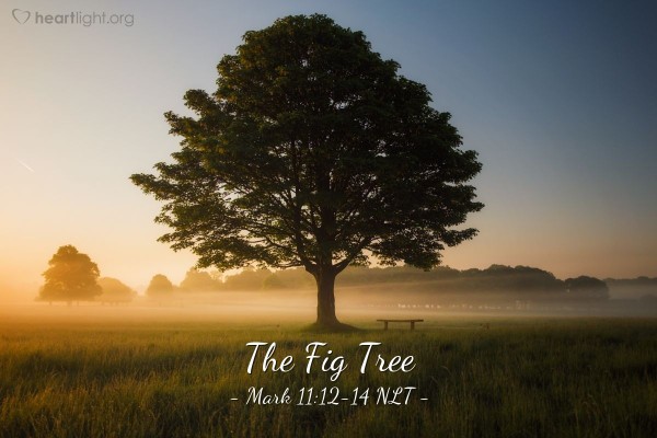 fig tree.jpg