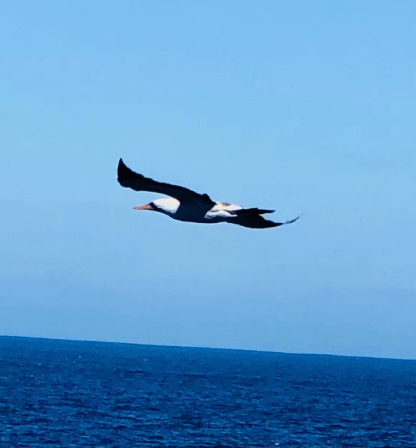2。太平洋海鸥.jpg