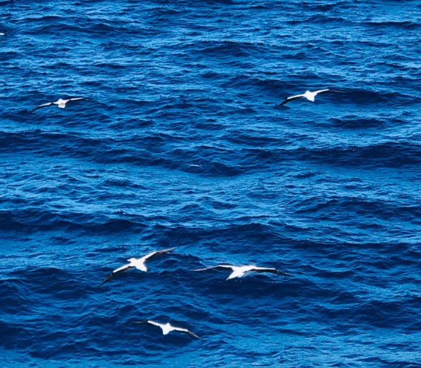 4  海鸥 用五.jpg