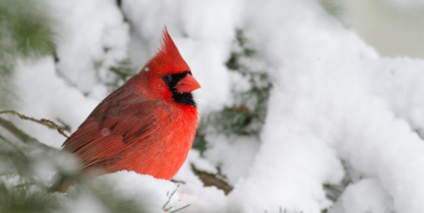 cardinal.jpeg