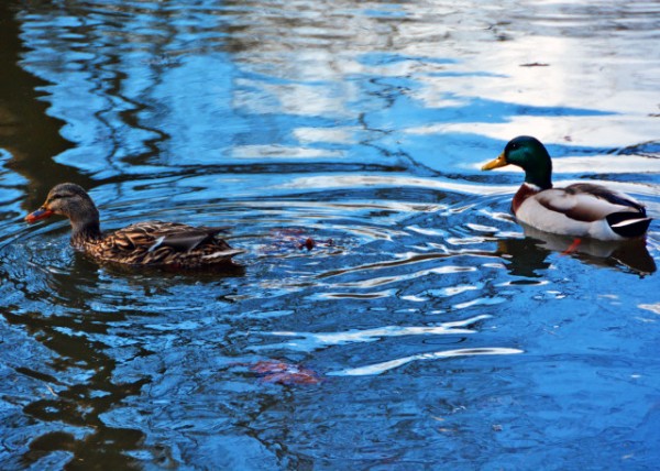 2022-02-23_Mallard Ducks-10001.JPG