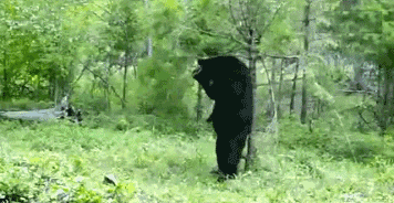 630267ac31c447b29a7330421f6139a9.gif