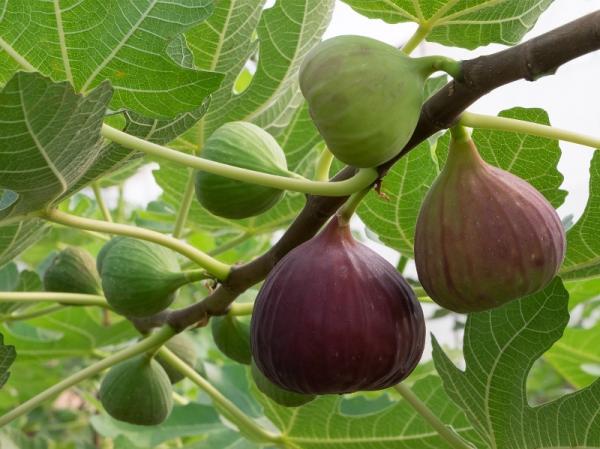 figs-on-branch.jpg