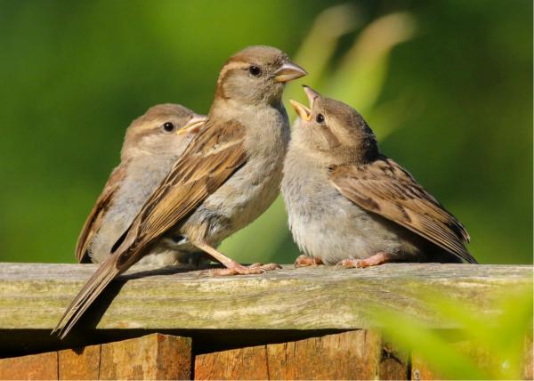 sparrow2.jpg