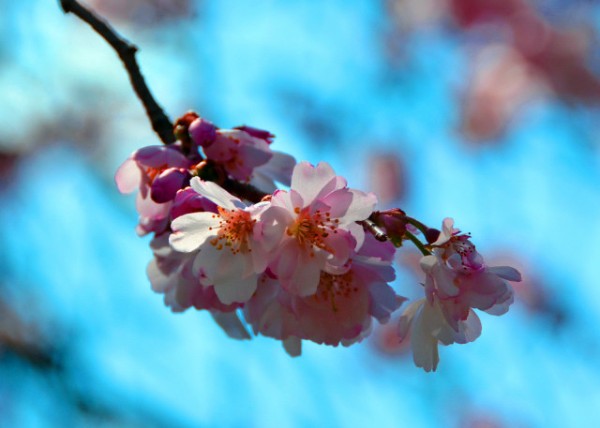 2022-04-08_Cherry Blossom-20001.JPG