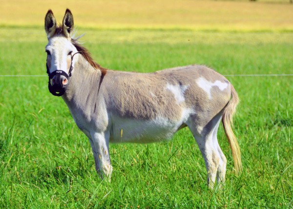 2022-07-04_KnipeCJohnson Farm_Donkey.JPG