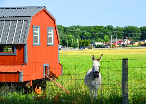 2022-07-04_KnipeCJohnson Farm_Donkey by Chicken.JPG