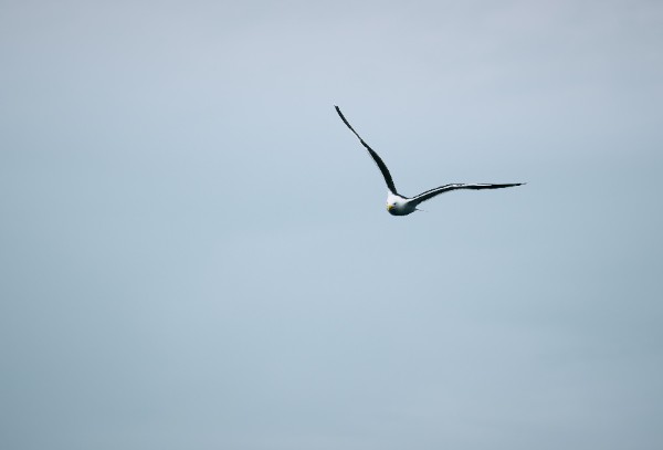 flying bird freedom.jpg