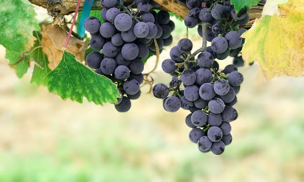 grapes3.jpg