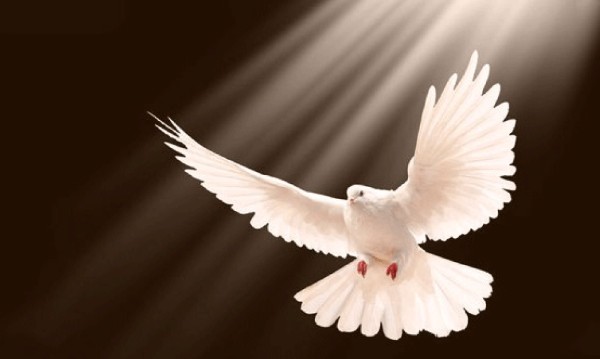 dove holy spirit4.jpg