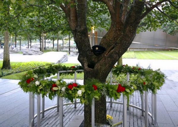 Callery Pear Tree Severely Damaged during the 9-11 Terror Attacks & Rehabilitated0001.JPG