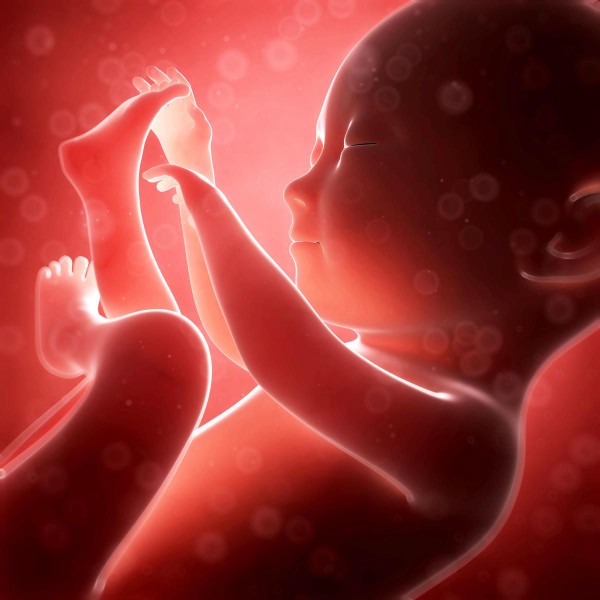 baby in womb.jpg