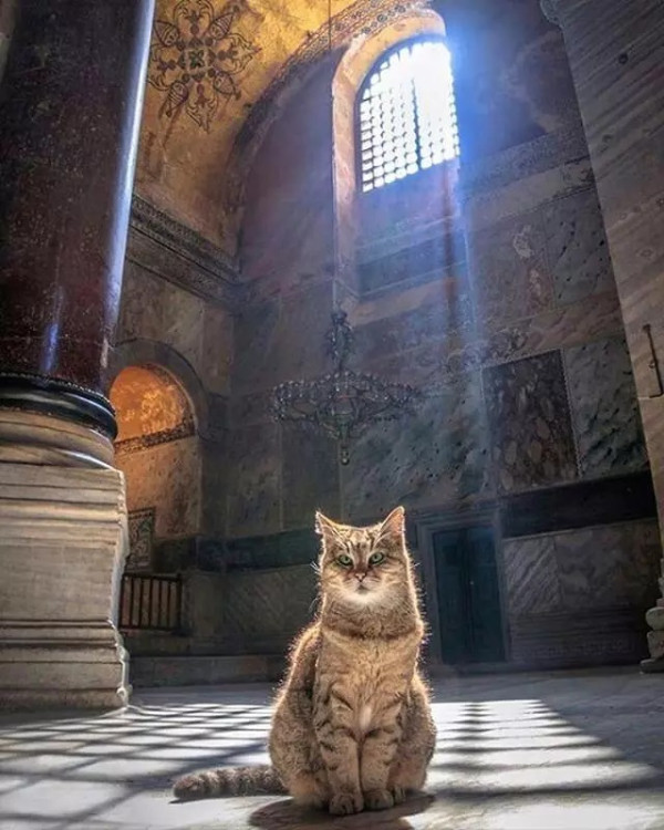 Hagia-Sophia-Cat-Gli-Photo-hagiasophiacat-Instagram-Account-19.jpg